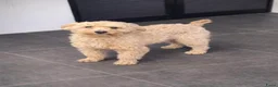 Kruising honden te koop: Mini labradoodle x maltipoo - Advertentie 15