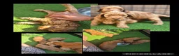 Cockapoo honden te koop: Prachtige mooie Cockapoos  - Advertentie 3
