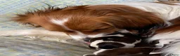 Kooikerhondje honden te koop: Prachtige kooikerpups - Advertentie 4