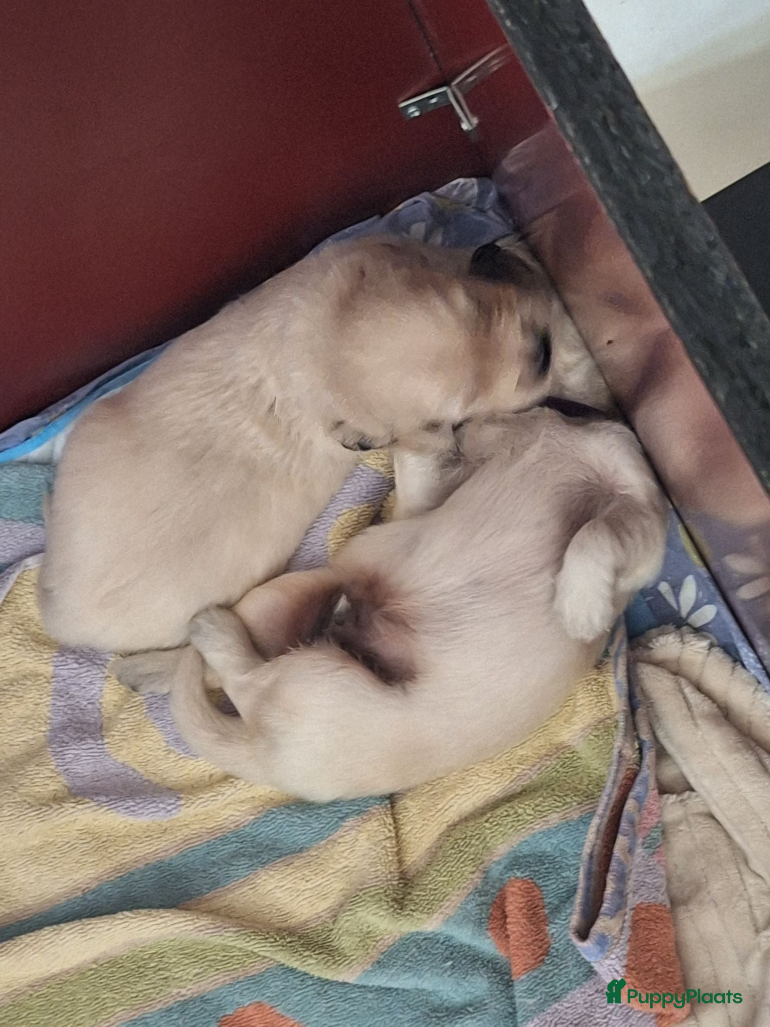 Golden Retriever honden Goldenretriever pups - Advertentie 2