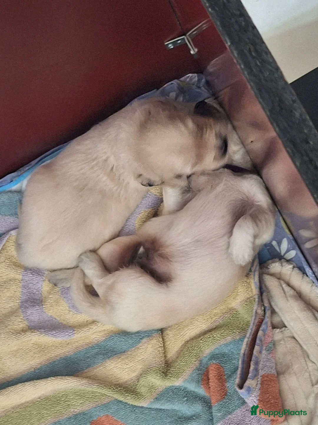 Golden Retriever honden te koop: Goldenretriever pups in Ewijk - Advertentie 2