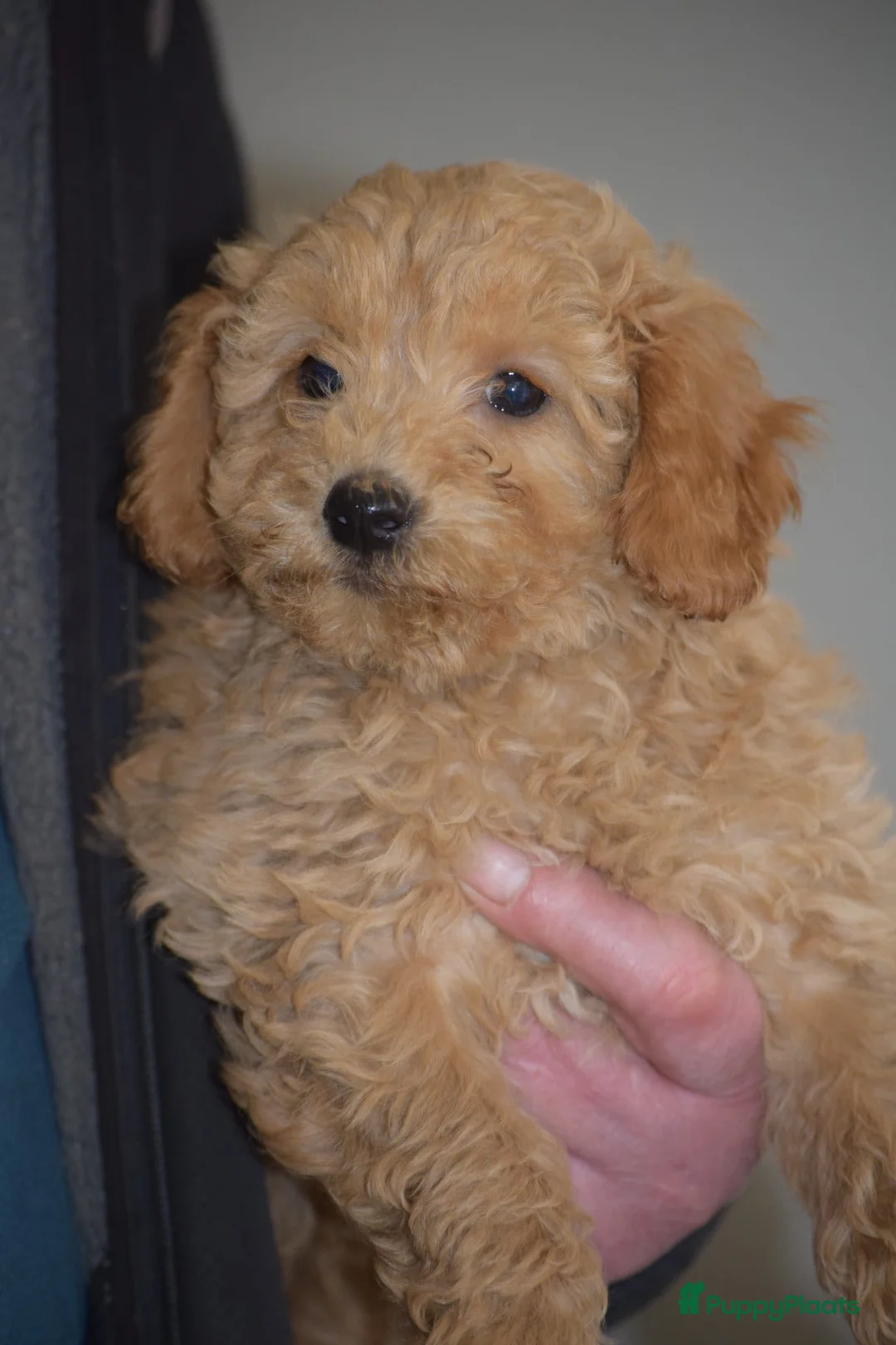 Maltipoo honden te koop: Mooie kleinblijvende MALTIPOO PUPS Met garantie  - Advertentie 3