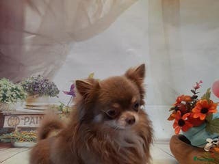 Chihuahua honden Ubby is mijn naam in Luyksgestel - Advertentie 3