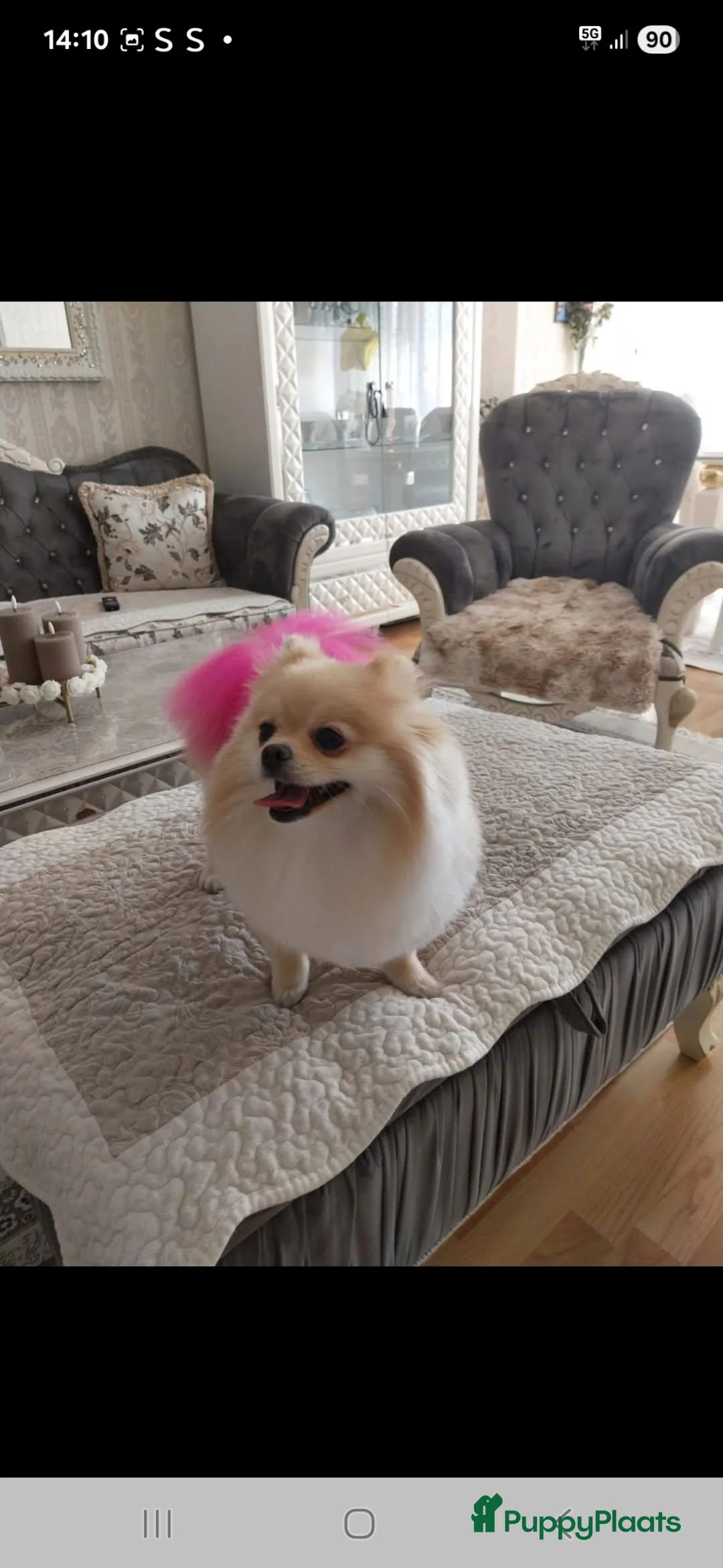 Pomeriaan honden te koop: Pomeriaan puppy’s  in Woensdrecht - Advertentie 2