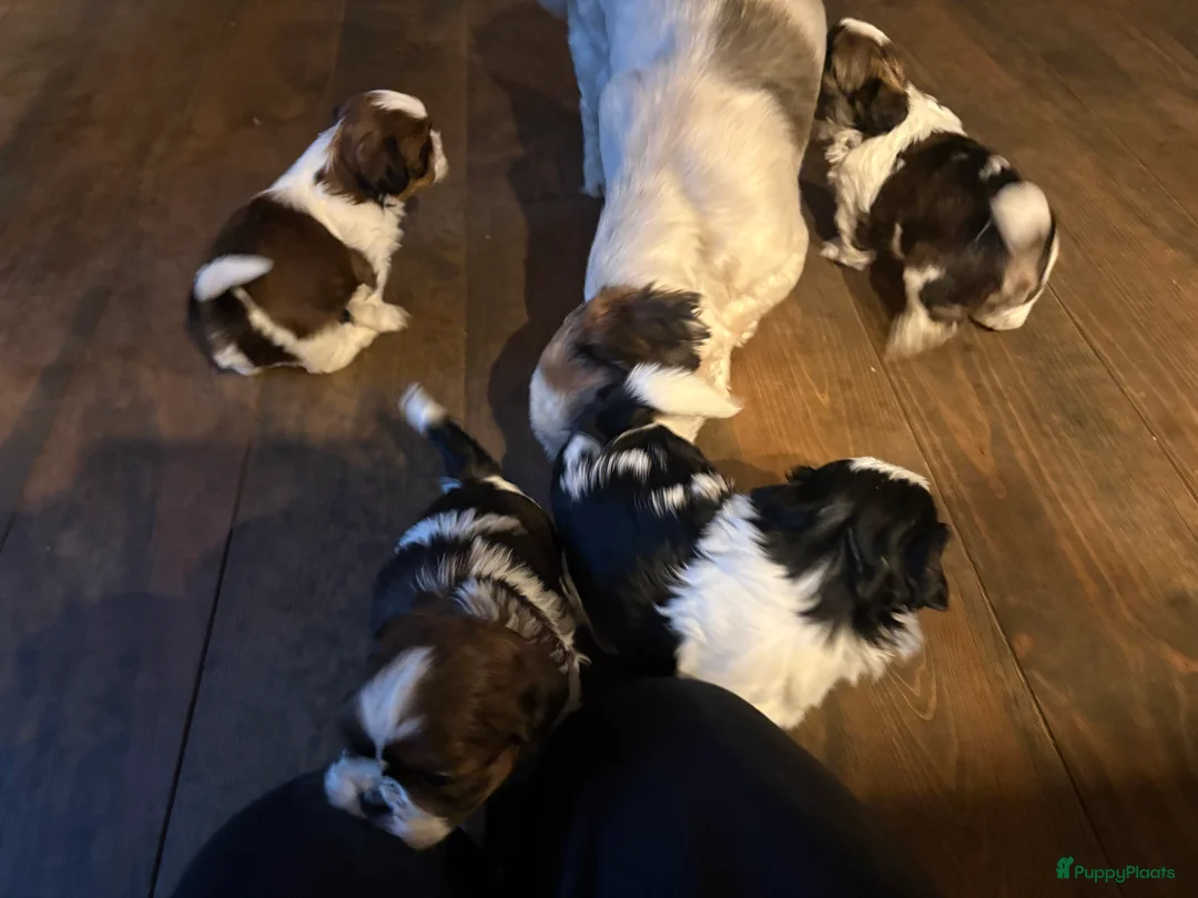 Shih Tzu honden te koop: Mooie lieve shih tzu pups  - Advertentie 34