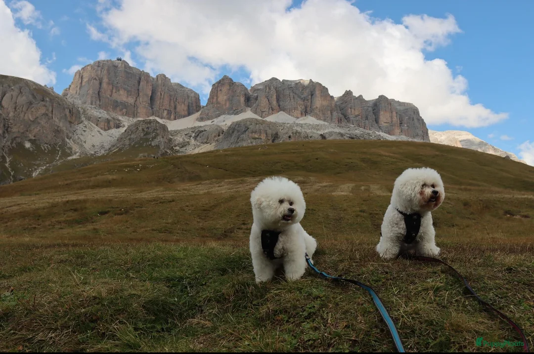 Galerij afbeelding {{count}}