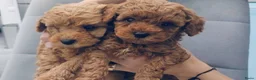 Maltipoo honden te koop: Maltipoo puppy’s.  - Advertentie 2