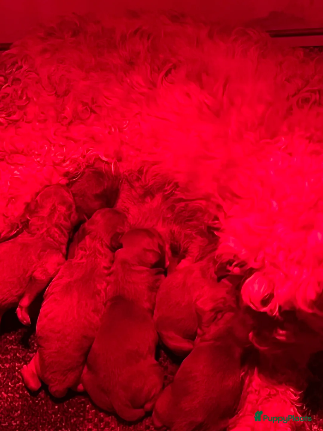 Kruising honden te koop: Mini labradoodle  - Advertentie 2