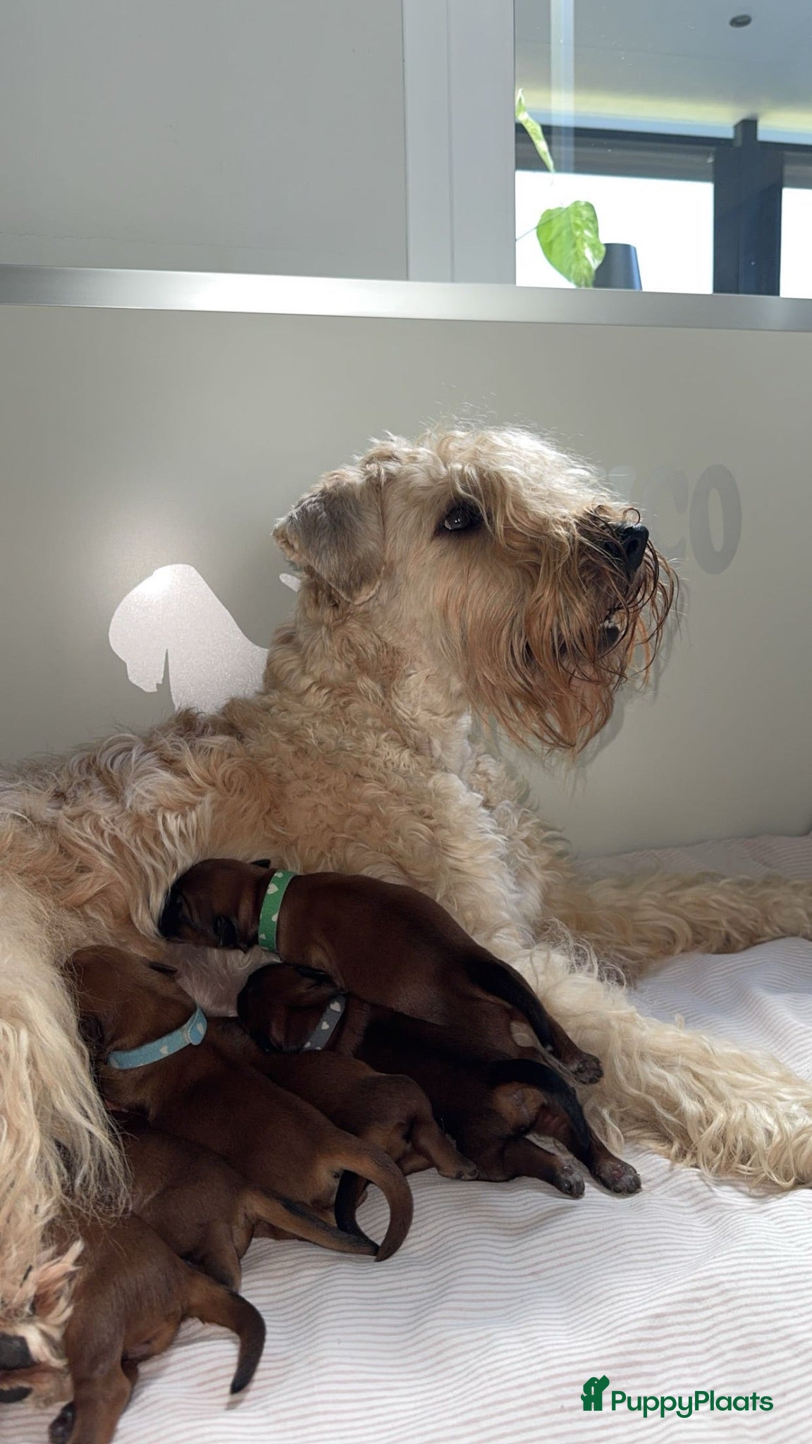 Softcoated Wheaten Terriër honden Prachtige Soft Coated Wheaten Terrier pups - Advertentie 1