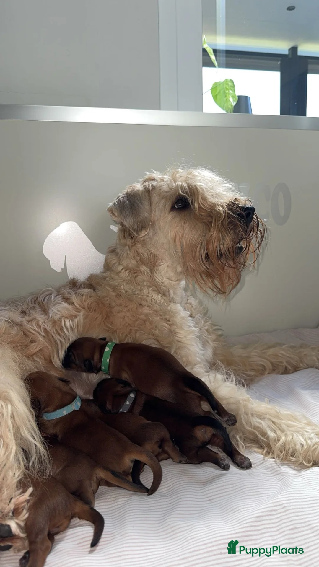 Softcoated Wheaten Terriër honden te koop: Prachtige Soft Coated Wheaten Terrier pups - Advertentie 1