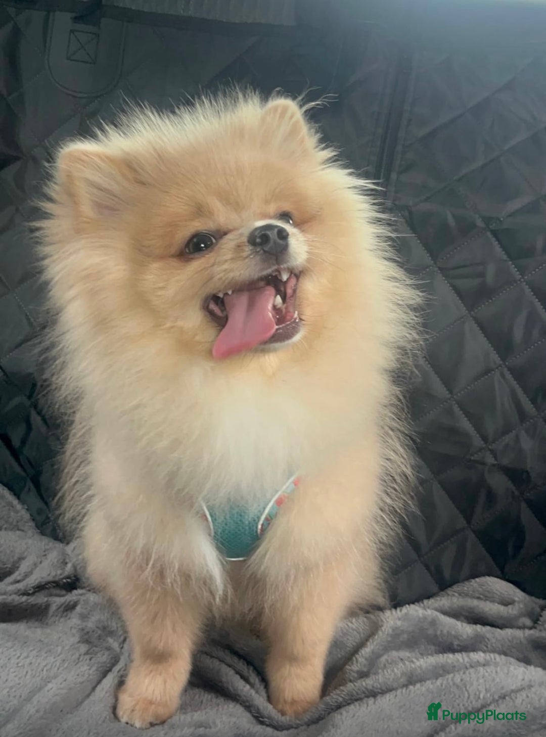 Pomeriaan honden te koop: Pomeriaan  - Advertentie 3