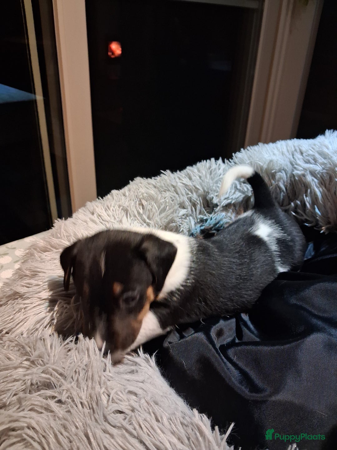 Jack Russel Terriër honden te koop: Jack russelpups opgevoed in gezin met 2 kids - Advertentie 12