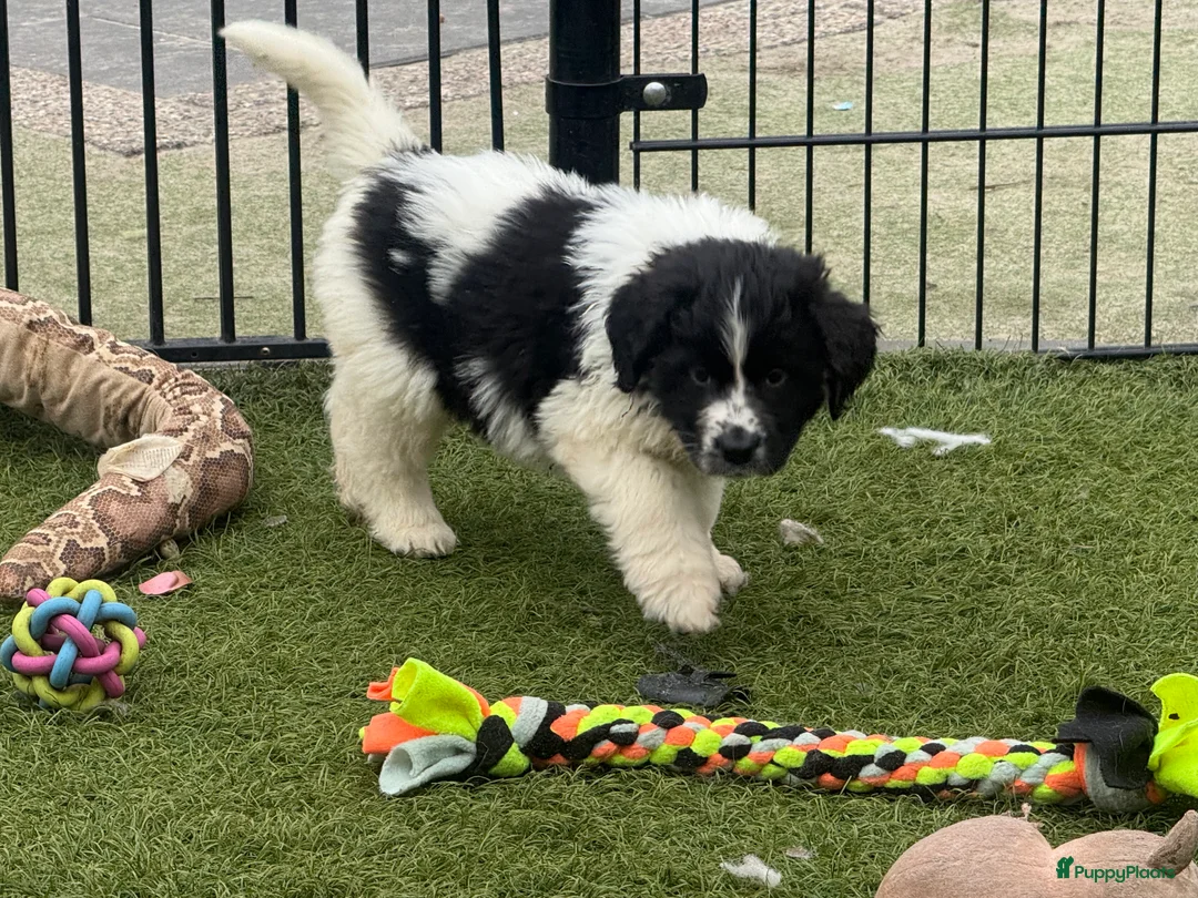 Newfoundlander honden te koop: Newfoundlander pups  - Advertentie 24