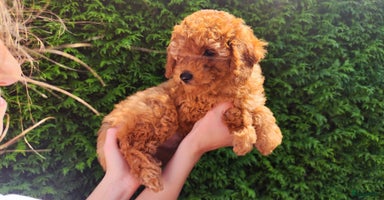Poedel Toy honden in Evergem - Advertentie 3