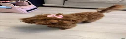 Poedel Toy honden te koop: Toy Poedel pups - Advertentie 3