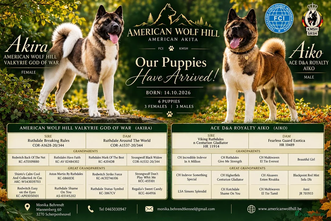 American Akita honden te koop: American Akita met stamboom - Advertentie 2