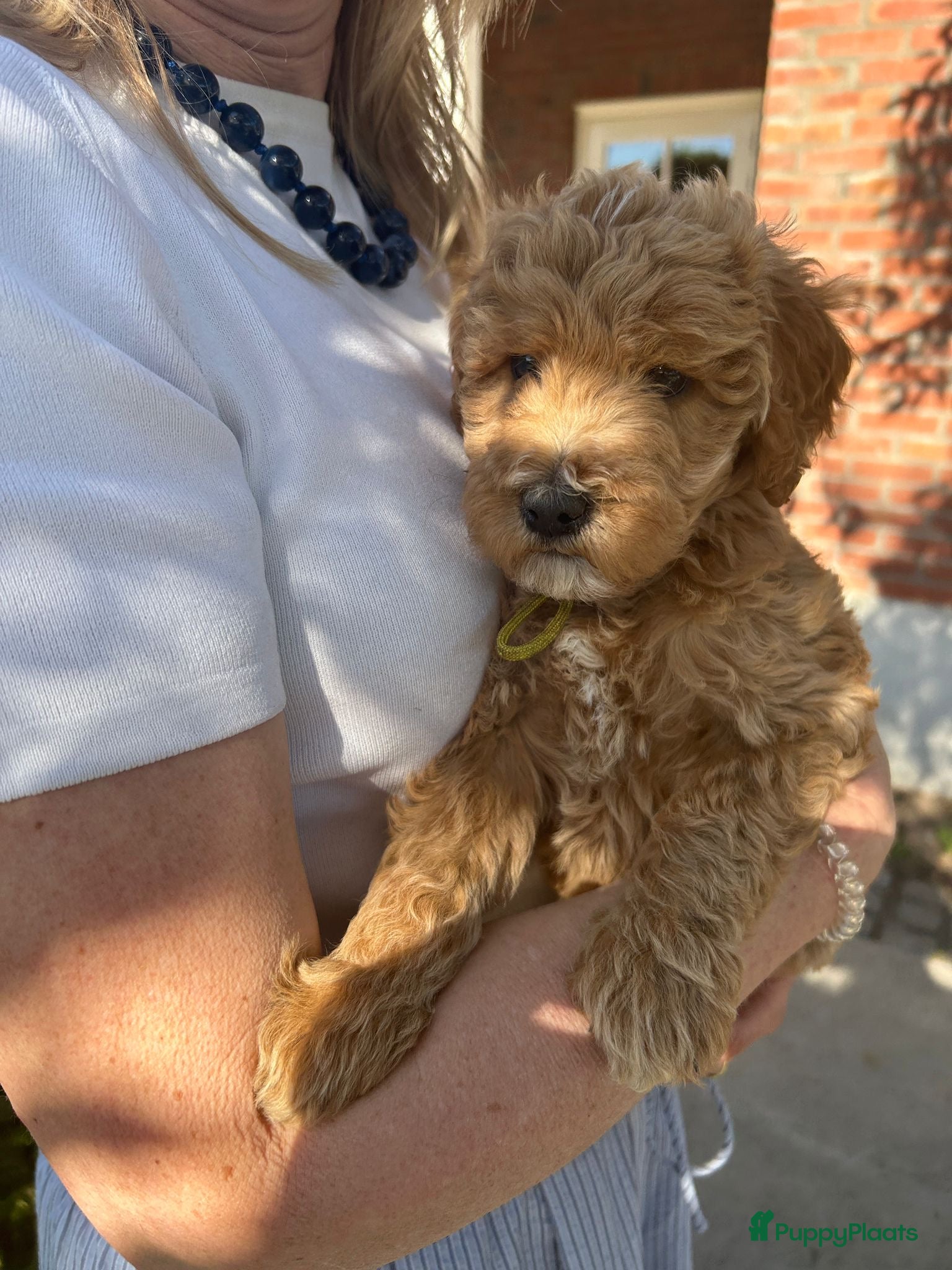 Kruising honden 4 Bruine 4Labradoodle Australian labradoodles pups - Advertentie 14