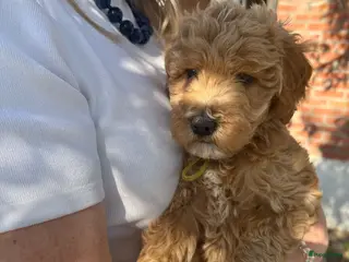 Kruising honden 4 Bruine 4Labradoodle Australian labradoodles pups - Advertentie 4
