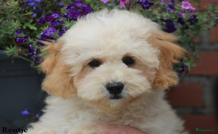 Maltipoo honden - Advertentie 1