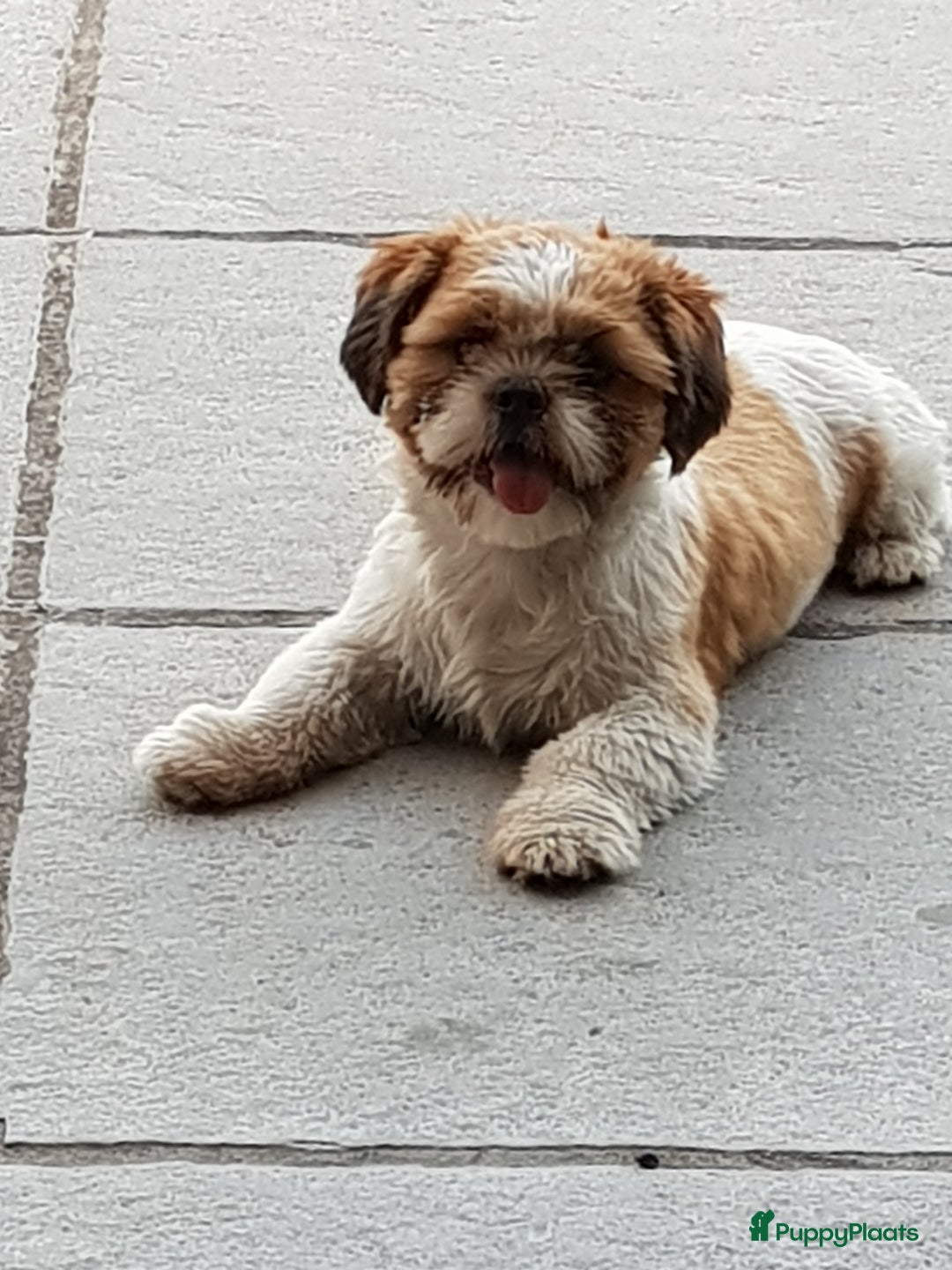 Malshi honden te koop: shih tsu boomer puppies - Advertentie 13