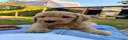 Goldendoodle honden te koop: Knappe Goldendoodles Pups  - Advertentie 4