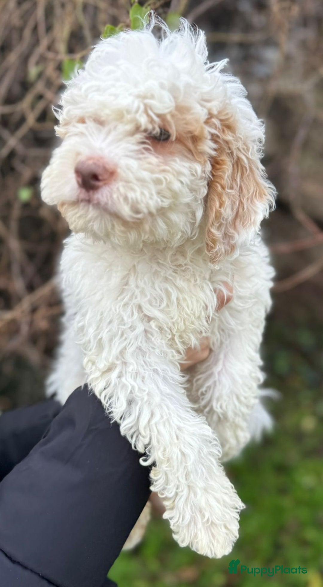Lagotto Romagnolo honden te koop: Lagotto Romagnolo pups - Advertentie 12