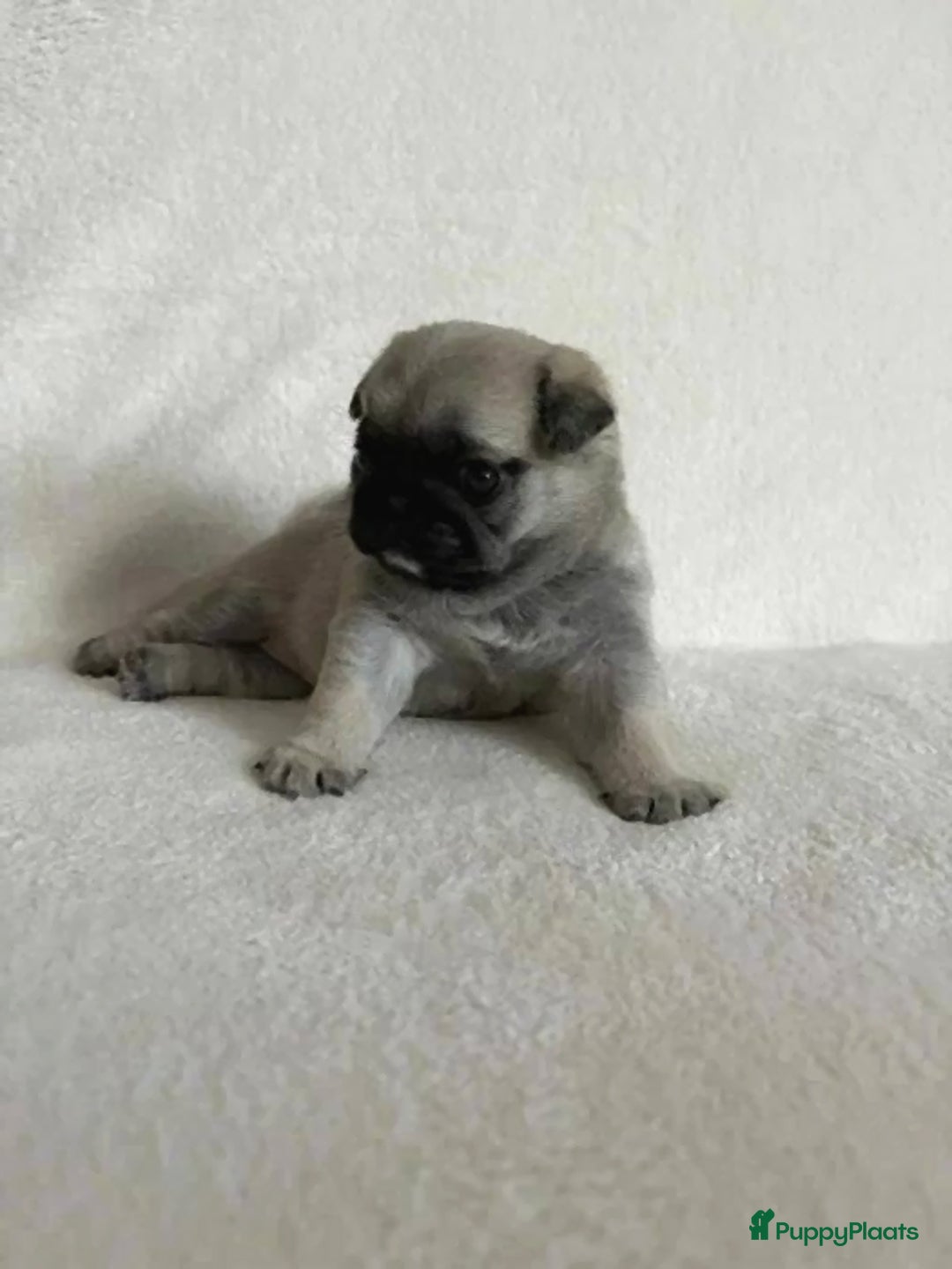 Mopshond honden te koop: Mopshond  - Advertentie 4