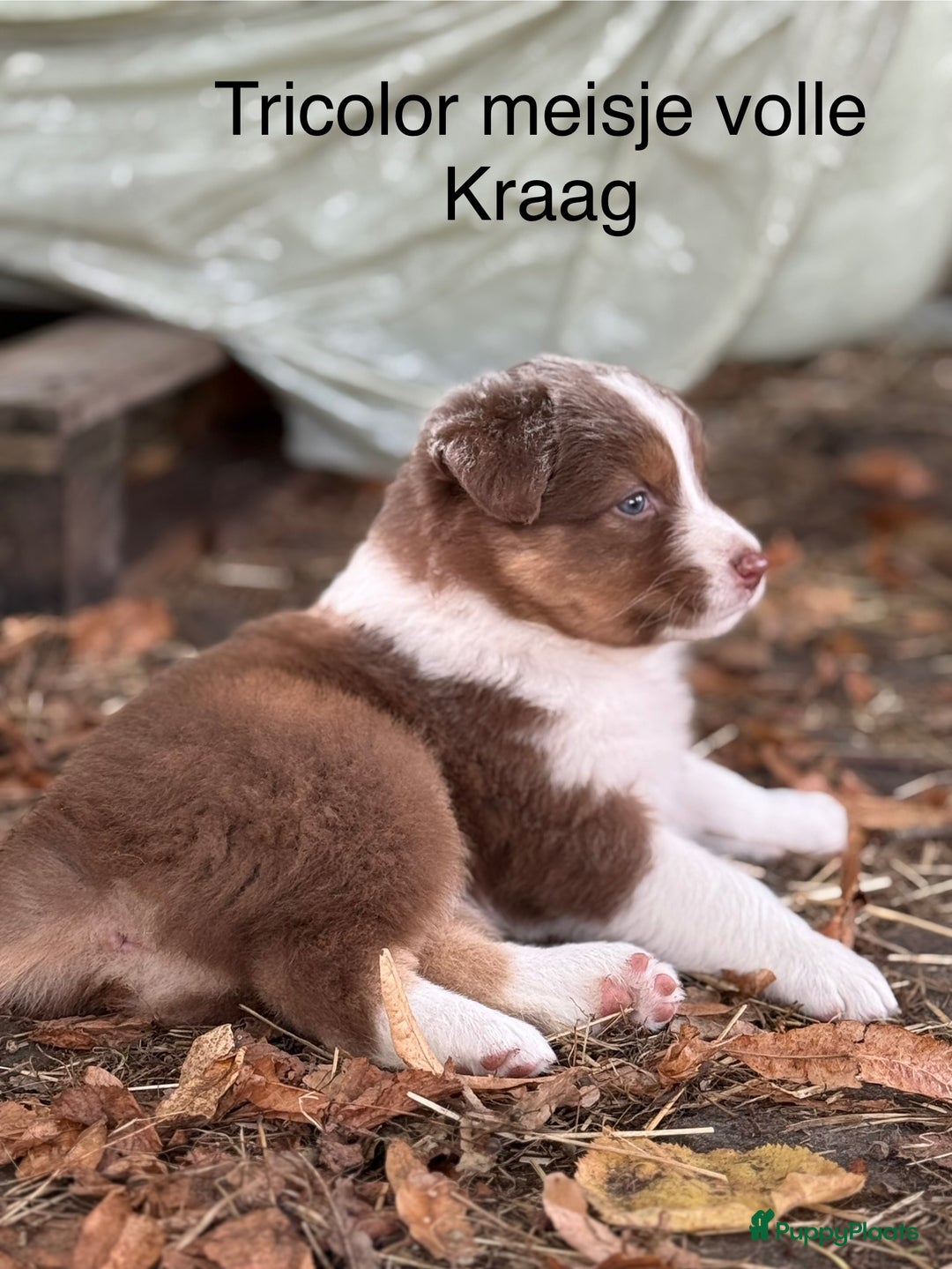 Australian Shepherd honden te koop: Raszuivere Australian Shepherd  - Afbeelding 12