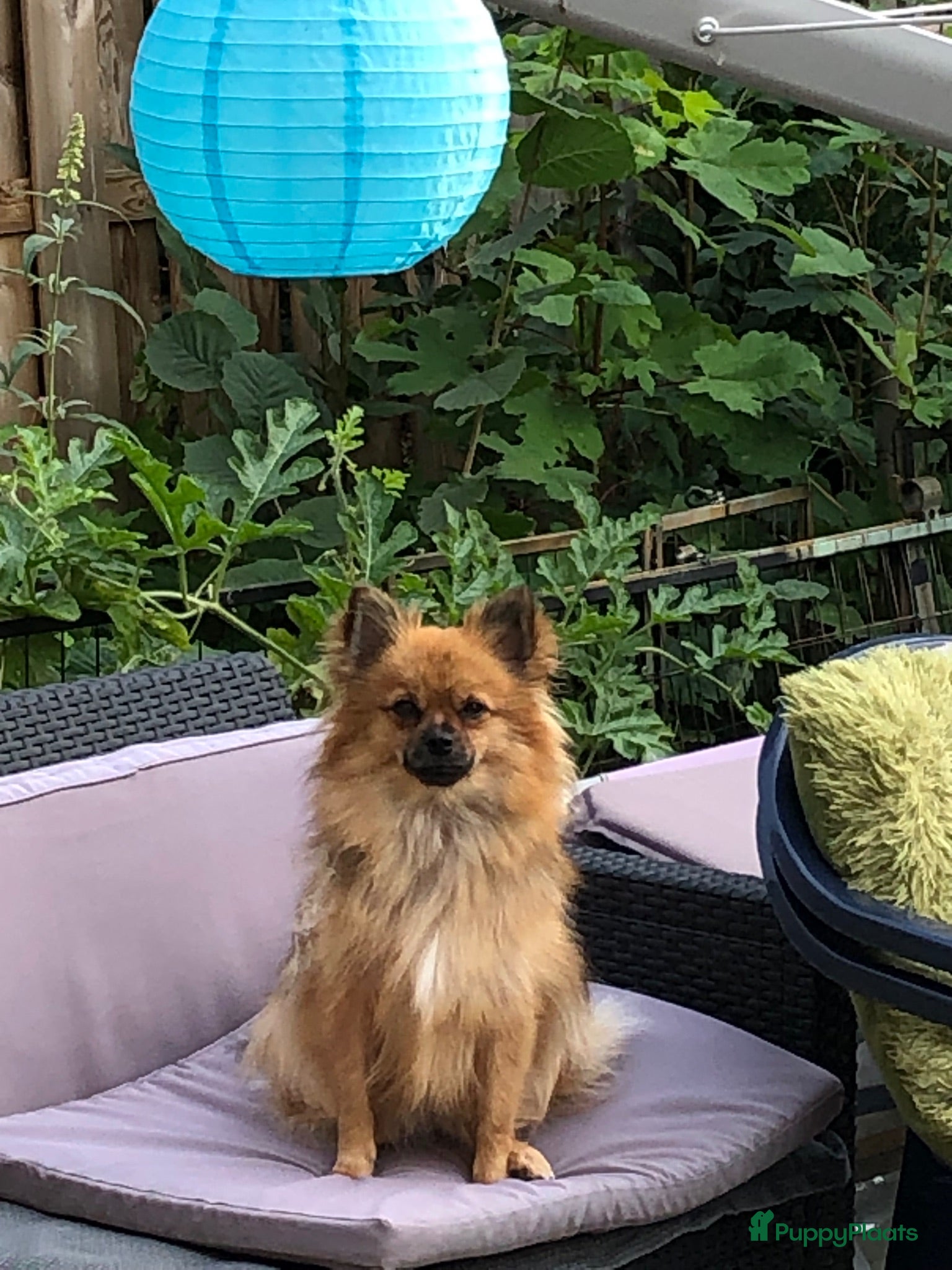 Pomchi honden Pomchi reutjes - Advertentie 1