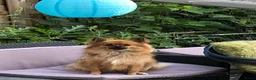 Pomchi honden te koop: Pomchi reutjes - Advertentie 1