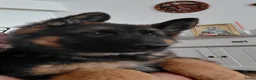 Duitse Herder honden te koop: Duitse herder puppy’s - Advertentie 4