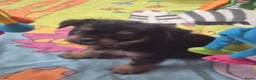 Kruising honden te koop: Prachtige Griffonshires - Advertentie 4