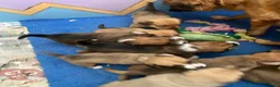 Oostenrijkse Kortharige Pinscher honden te koop: Kortharige Oostenrijkse Pinschers  - Advertentie 4