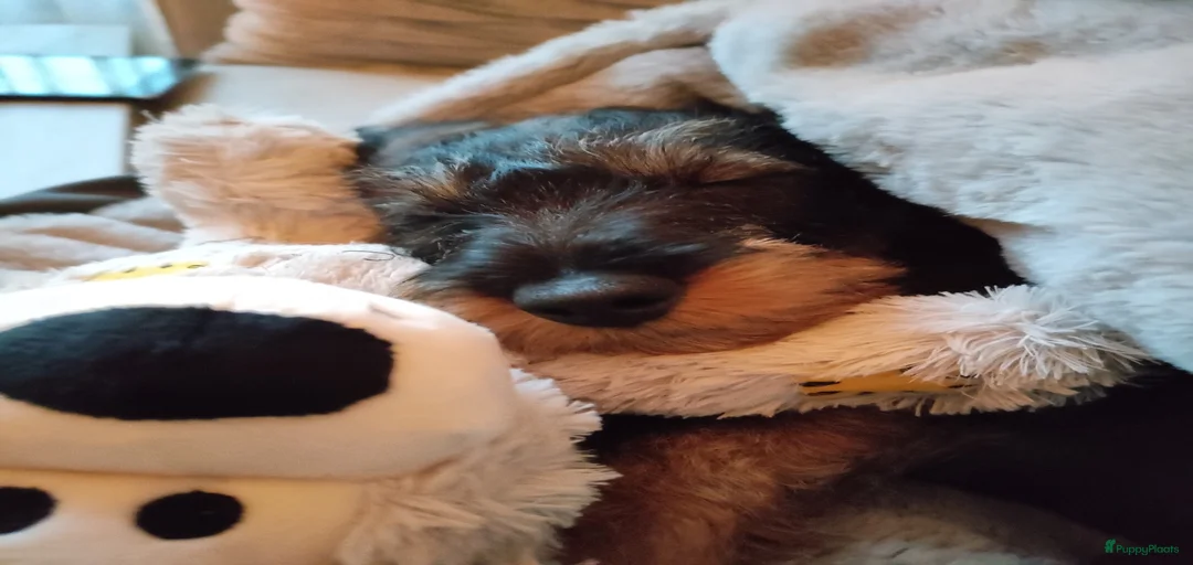 Galerij afbeelding {{count}}