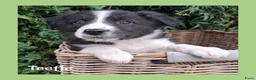 Border Collie honden te koop: Lieve border collie pups - Advertentie 5