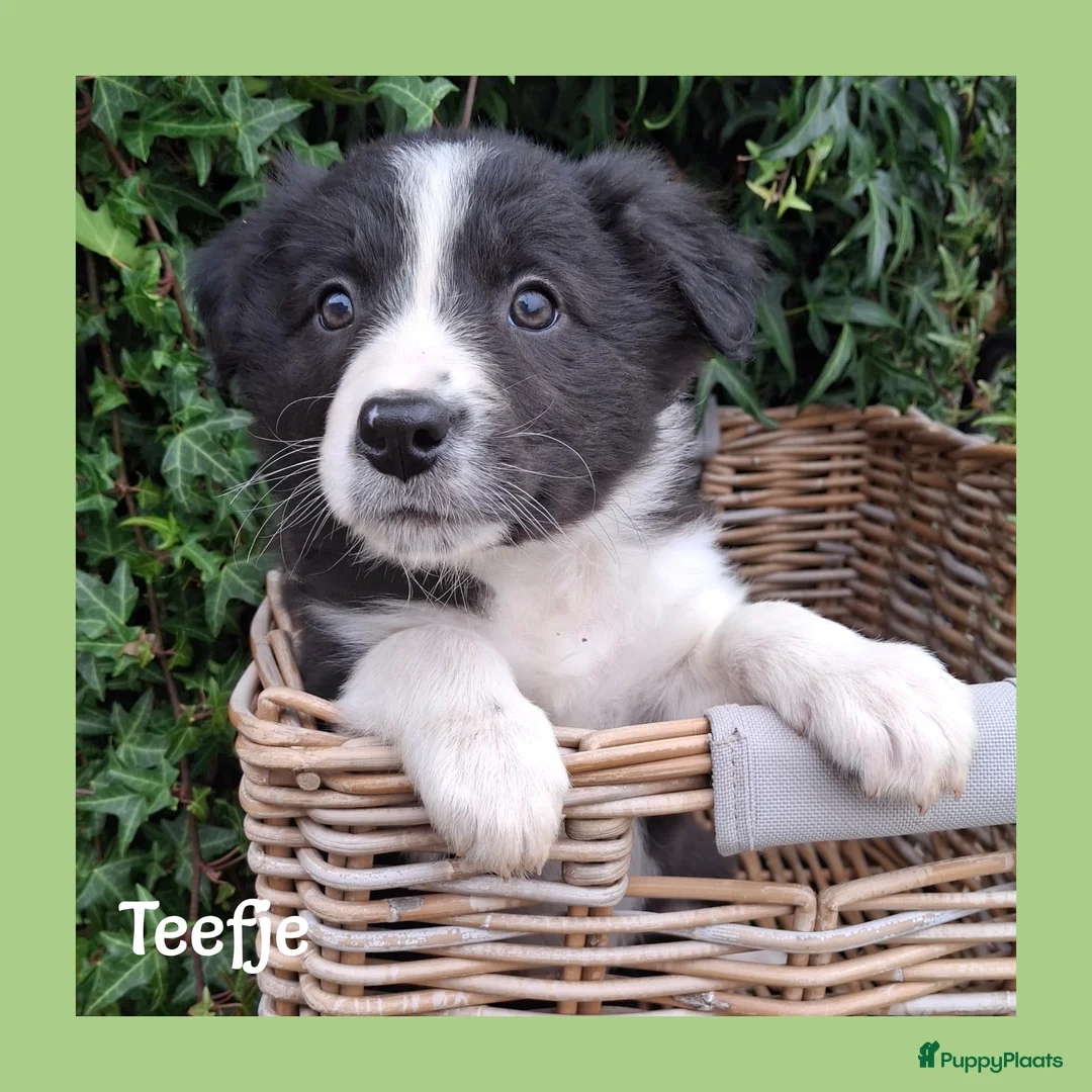 Border Collie honden te koop: Lieve border collie pups - Advertentie 5