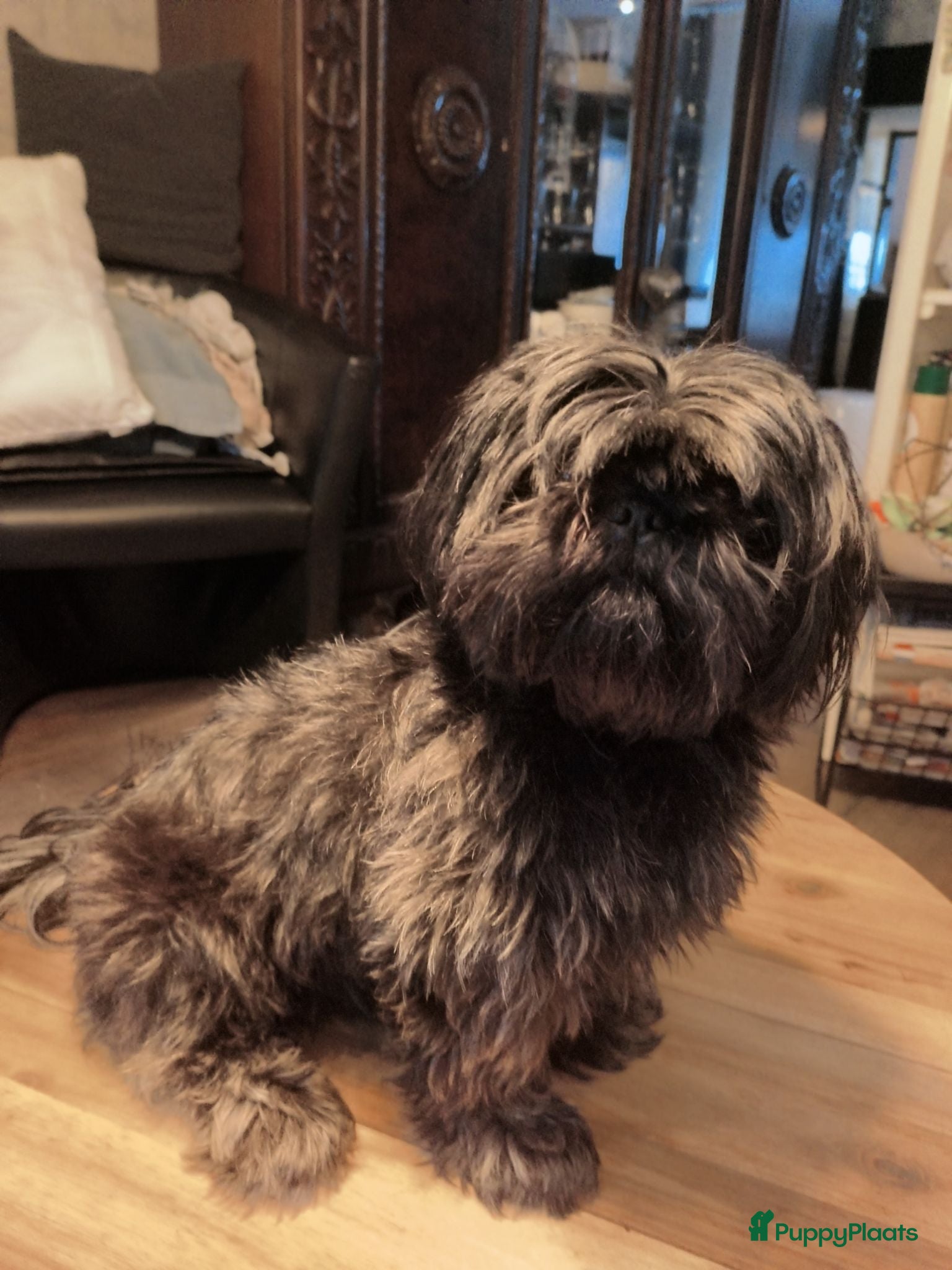 Shih Tzu honden Nog 1 reutjes  - Advertentie 16