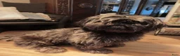 Shih Tzu honden te koop: Nog 1 reutjes  - Advertentie 1