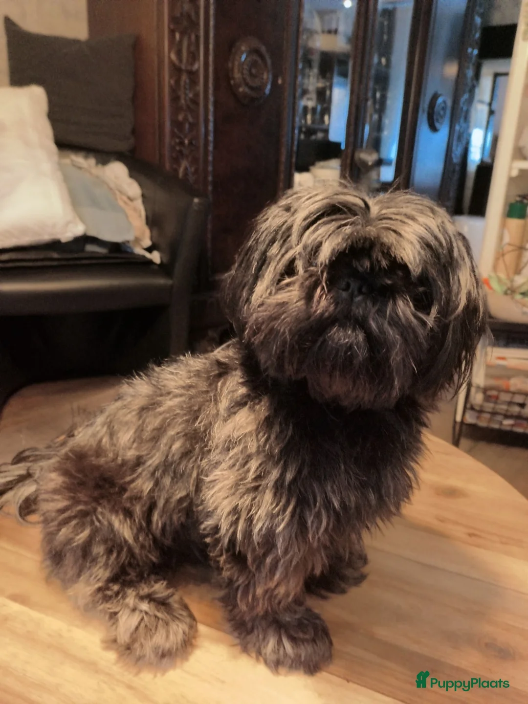 Shih Tzu honden te koop: Nog 1 reutjes  - Advertentie 1
