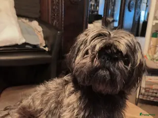 Shih Tzu honden Nog 1 reutjes - Advertentie 16