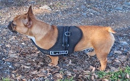 Franse Bulldog honden te koop: Franse bulldog raszuiver FCI (uitgebreid getest)  - Advertentie 6