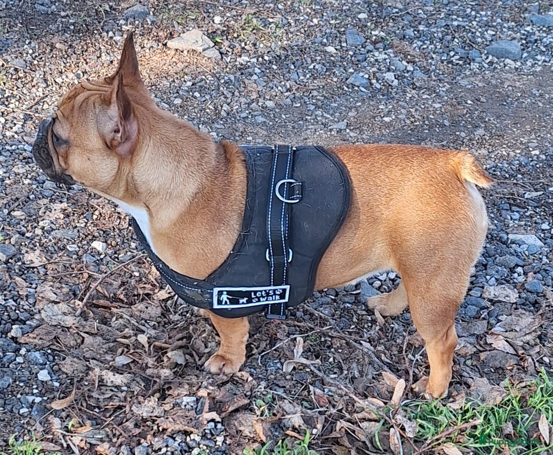 Franse Bulldog honden te koop: Franse bulldog raszuiver FCI (uitgebreid getest)  - Advertentie 6