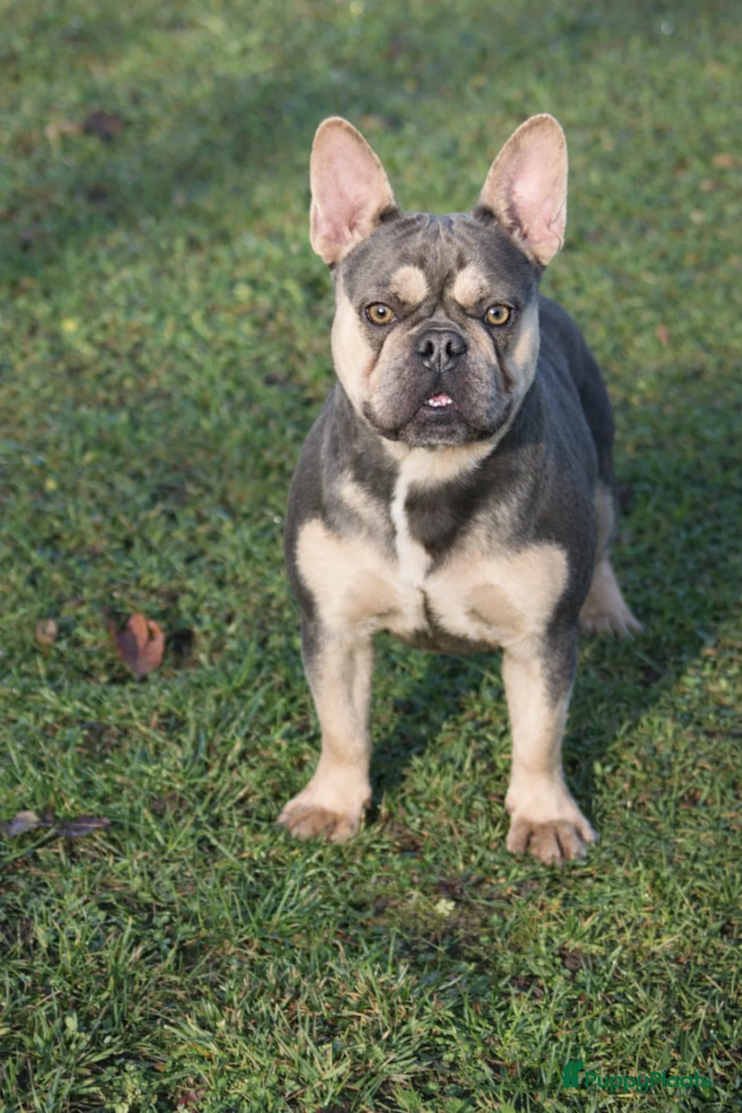 Franse Bulldog honden te koop: Nestaankondiging  - Advertentie 1