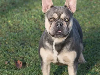 Franse Bulldog honden Nestaankondiging - Advertentie 1