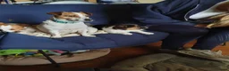Jack Russel Terriër honden te koop: Speelse gezonde RASZUIVER JACK RUSSELpups LAAGBEEN - Advertentie 2