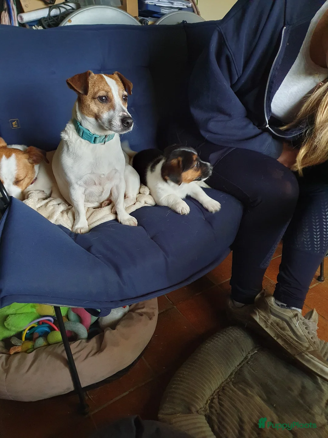 Jack Russel Terriër honden te koop: Speelse gezonde RASZUIVER JACK RUSSELpups LAAGBEEN - Advertentie 2