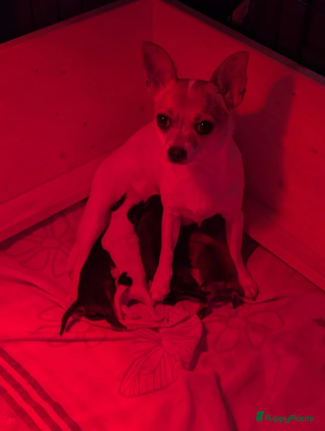 Chihuahua honden te koop: raszuiver chihuahua puppy teefje - Advertentie 2