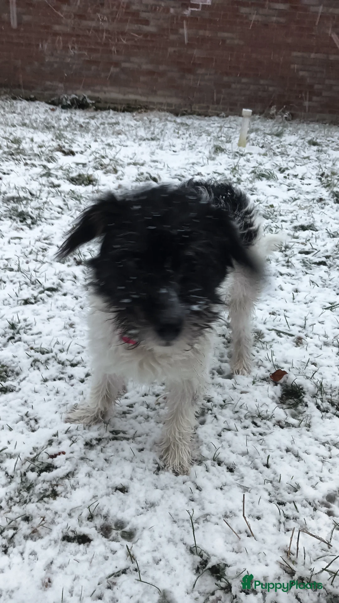 Kruising honden te koop: Maltipoo pup - Advertentie 20