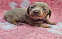 Teckel (korthaar)  honden te koop: De allermooiste dwergteckel pupjes!! - Afbeelding 16