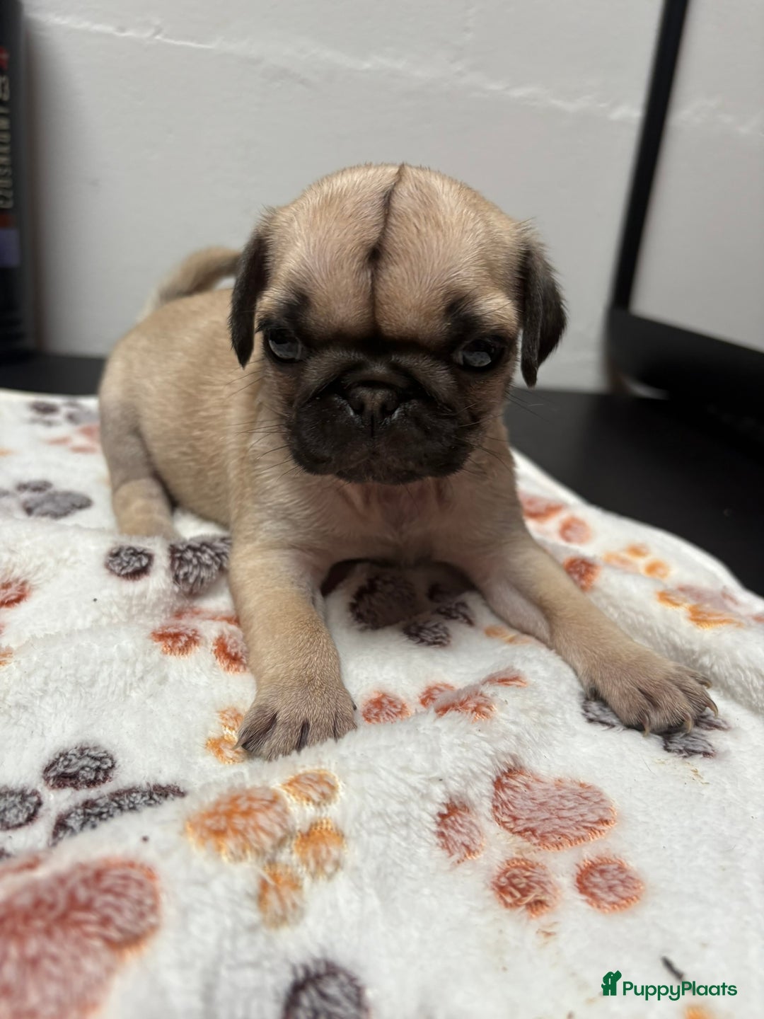 Mopshond honden te koop: Mopshond pups - Advertentie 7